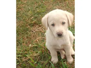 Cachorro raça SRD-ViraLata idade 2 a 6 meses nome Filhotinho branco