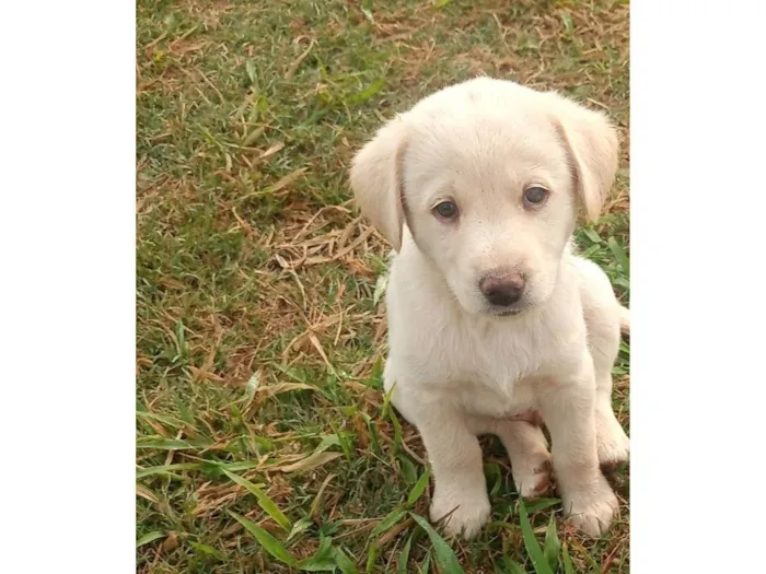 Cachorro ra a SRD-ViraLata idade 2 a 6 meses nome Filhotinho branco