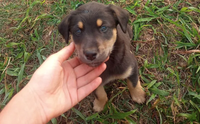 Cachorro ra a SRD-ViraLata idade 2 a 6 meses nome Filhotinho preto/marrom 