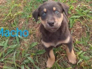 Cachorro raça SRD-ViraLata idade 2 a 6 meses nome Filhotinho preto/marrom 