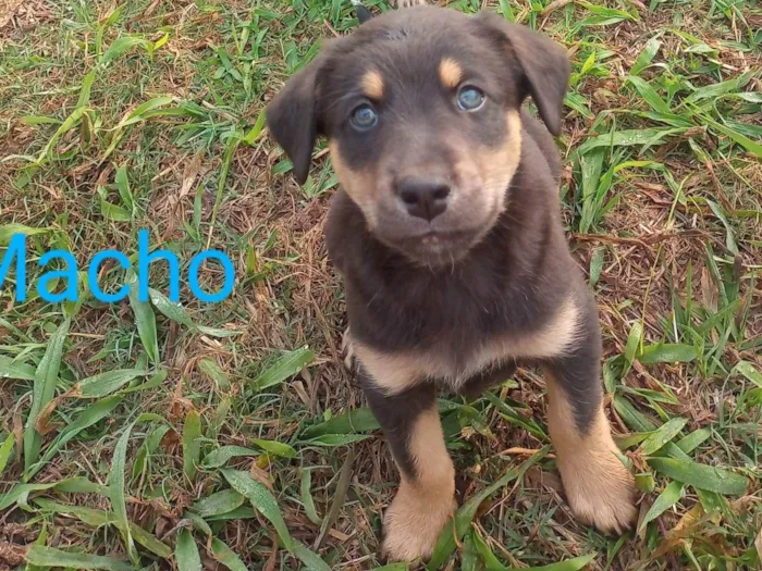 Cachorro ra a SRD-ViraLata idade 2 a 6 meses nome Filhotinho preto/marrom 