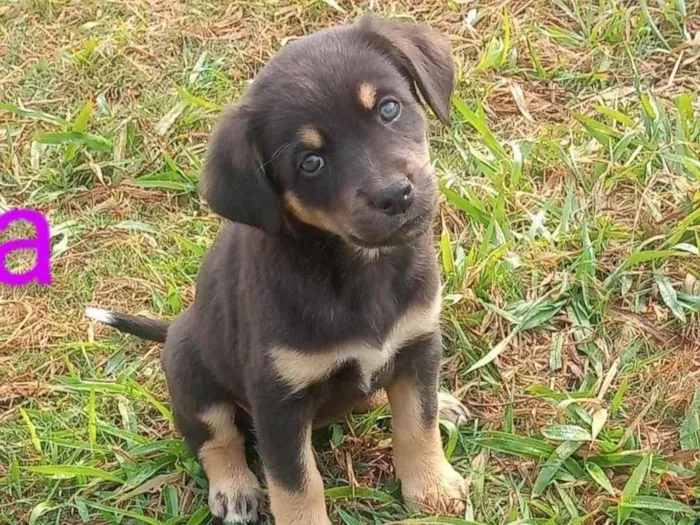 Cachorro ra a SRD-ViraLata idade 2 a 6 meses nome Menina preta com marrom 