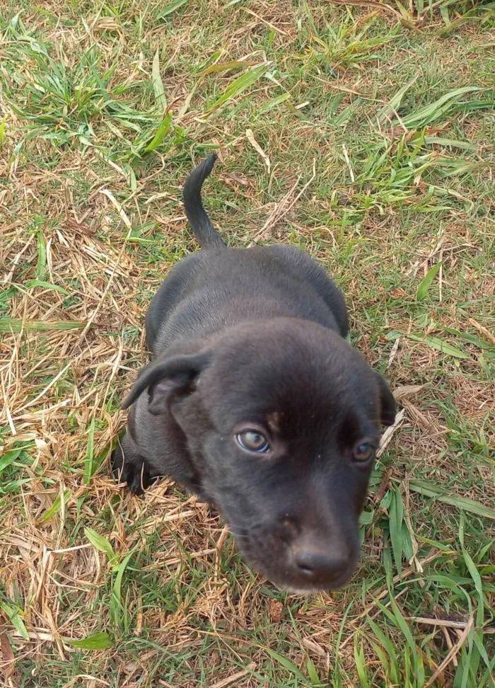 Cachorro ra a SRD-ViraLata idade 2 a 6 meses nome Pretinho