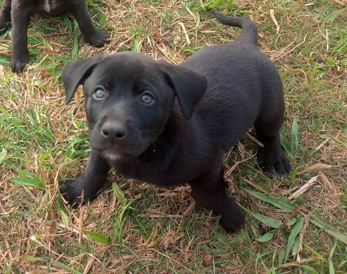 Cachorro ra a SRD-ViraLata idade 2 a 6 meses nome Pretinho