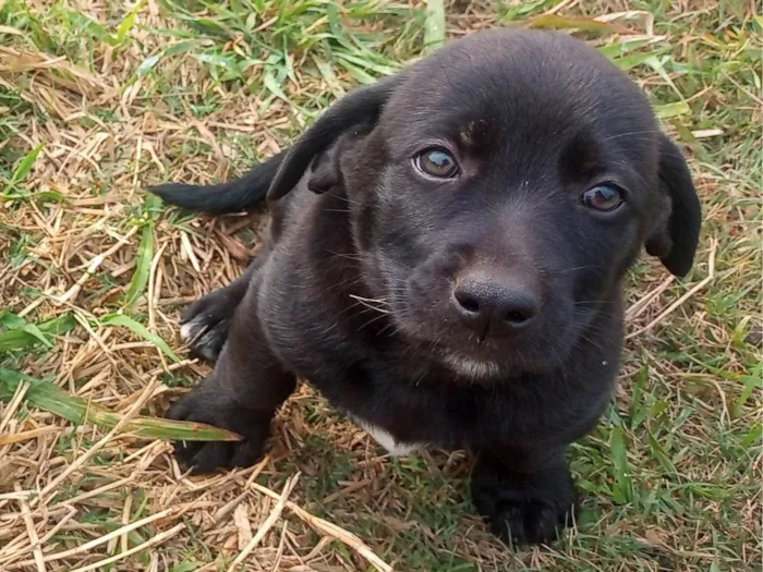 Cachorro ra a SRD-ViraLata idade 2 a 6 meses nome Pretinho