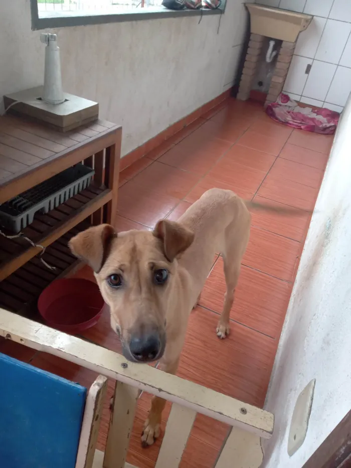 Cachorro ra a SRD-ViraLata idade 7 a 11 meses nome Pandora 