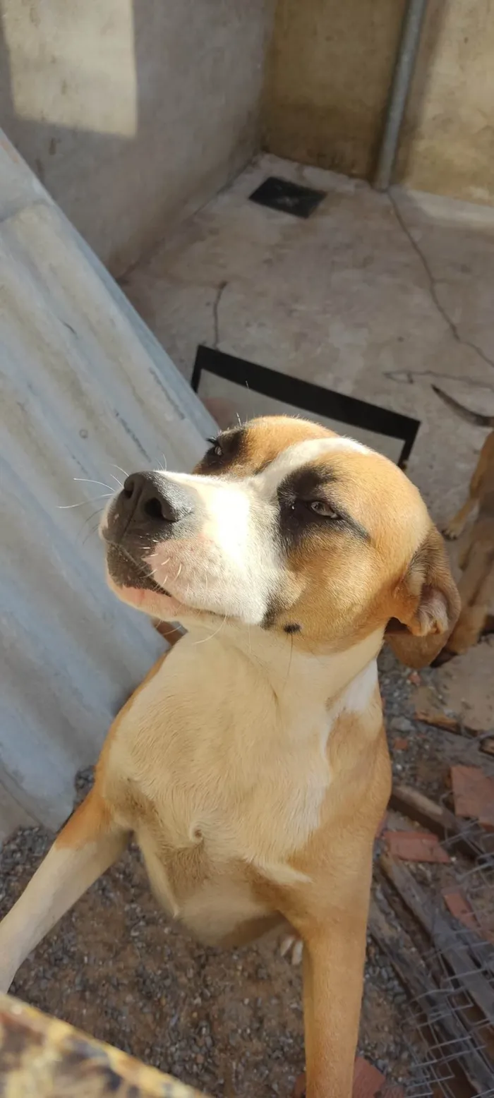 Cachorro ra a Pit-Bull idade 7 a 11 meses nome Pandora 