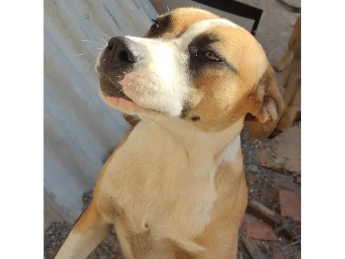 Cachorro ra a Pit-Bull idade 7 a 11 meses nome Pandora 