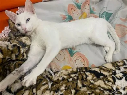 Gato raça Persa idade 2 a 6 meses nome Wallace