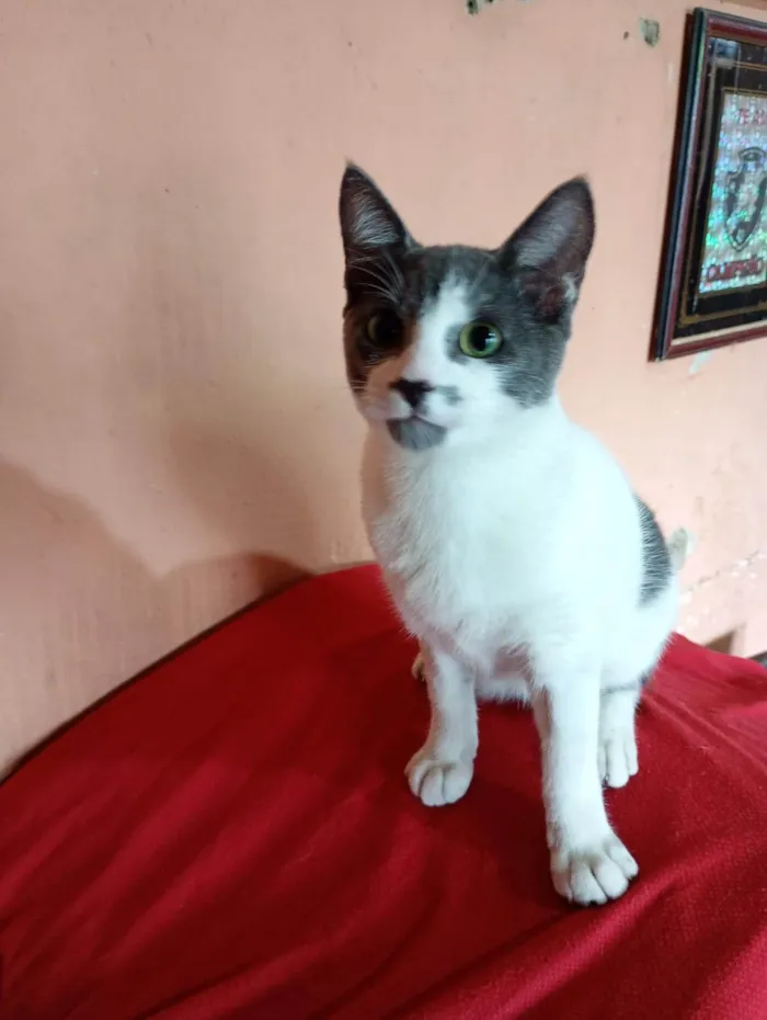 Gato ra a SRD-ViraLata idade 7 a 11 meses nome Nino