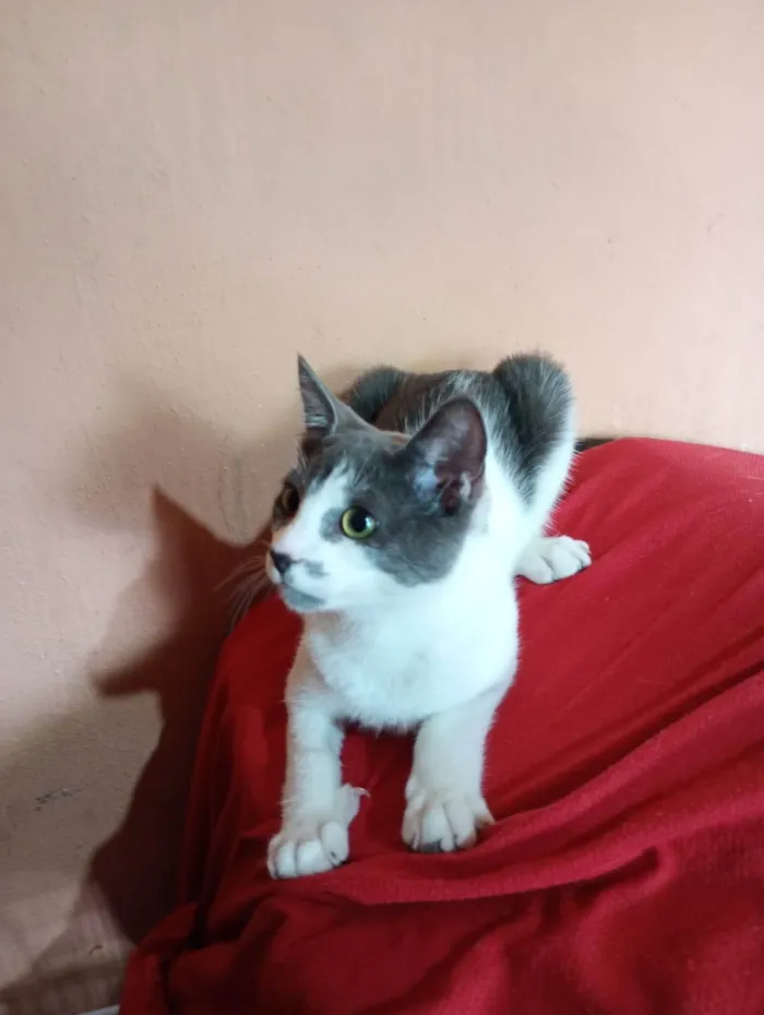 Gato ra a SRD-ViraLata idade 7 a 11 meses nome Nino