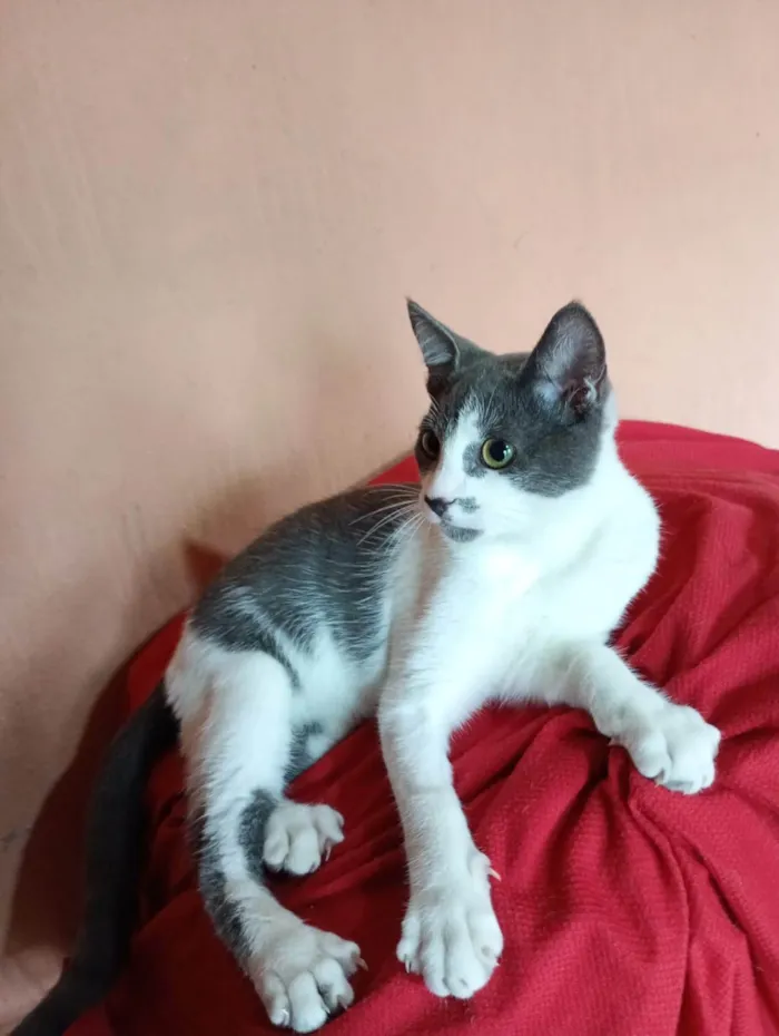 Gato ra a SRD-ViraLata idade 7 a 11 meses nome Nino