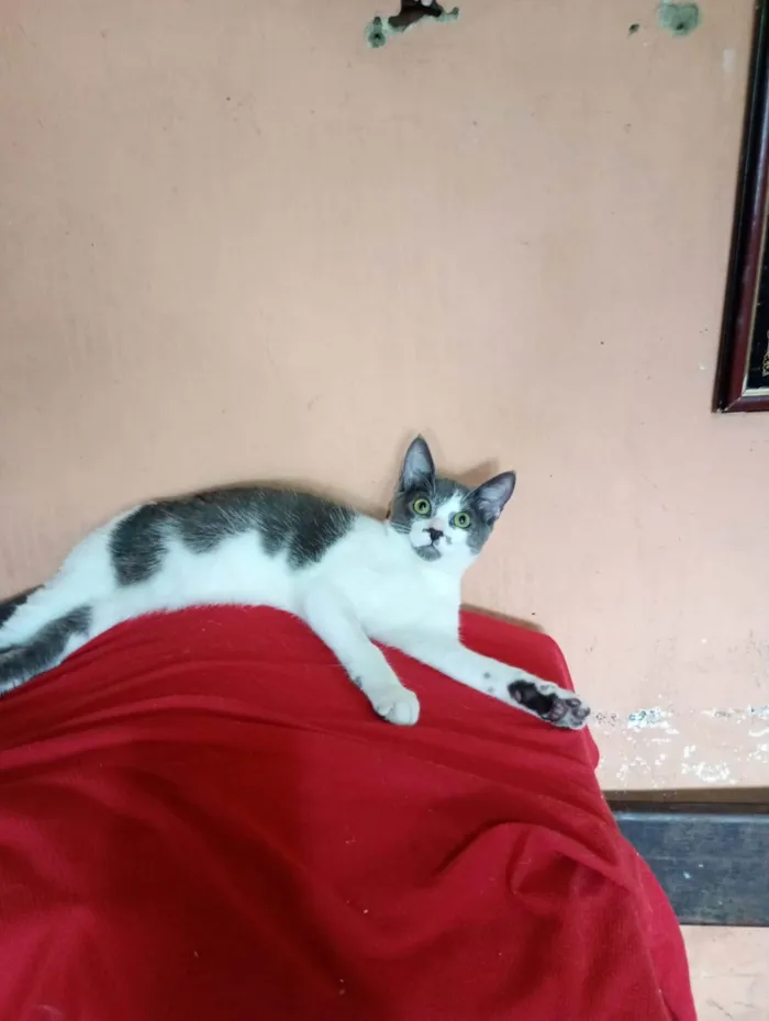 Gato ra a SRD-ViraLata idade 7 a 11 meses nome Nino