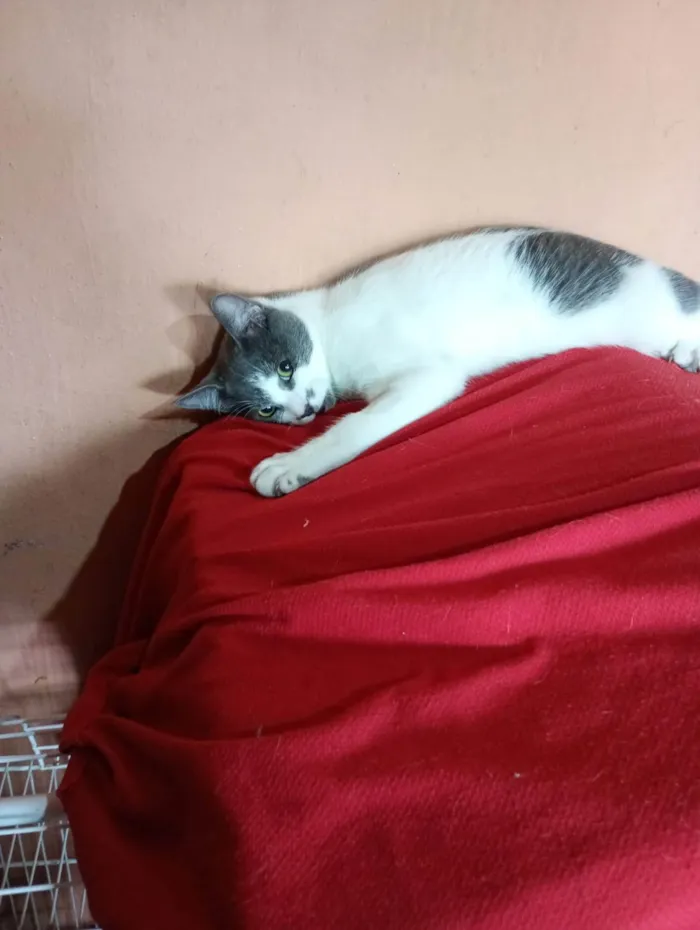 Gato ra a SRD-ViraLata idade 7 a 11 meses nome Nino