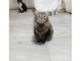 Junior