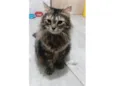 Junior