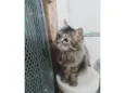 Junior