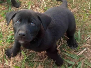 Cachorro raça SRD-ViraLata idade 2 a 6 meses nome Pretinho