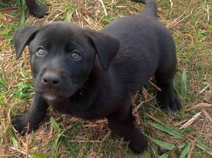 Cachorro ra a SRD-ViraLata idade 2 a 6 meses nome Pretinho