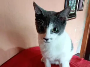 Gato raça SRD-ViraLata idade 7 a 11 meses nome Nino