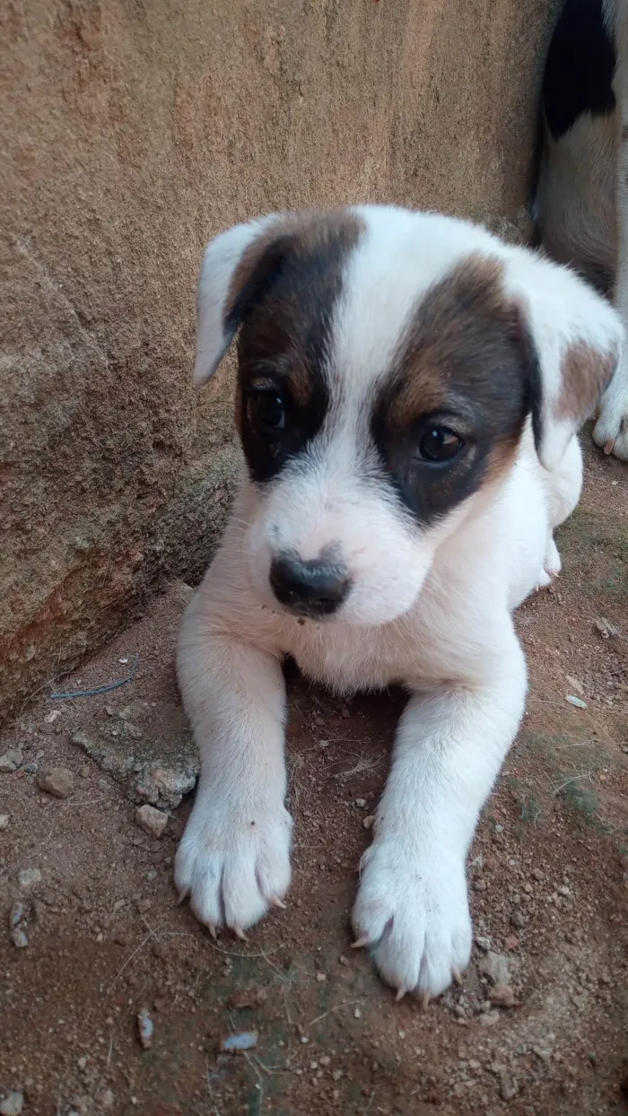 Cachorro ra a SRD-ViraLata idade 2 a 6 meses nome Betovem 