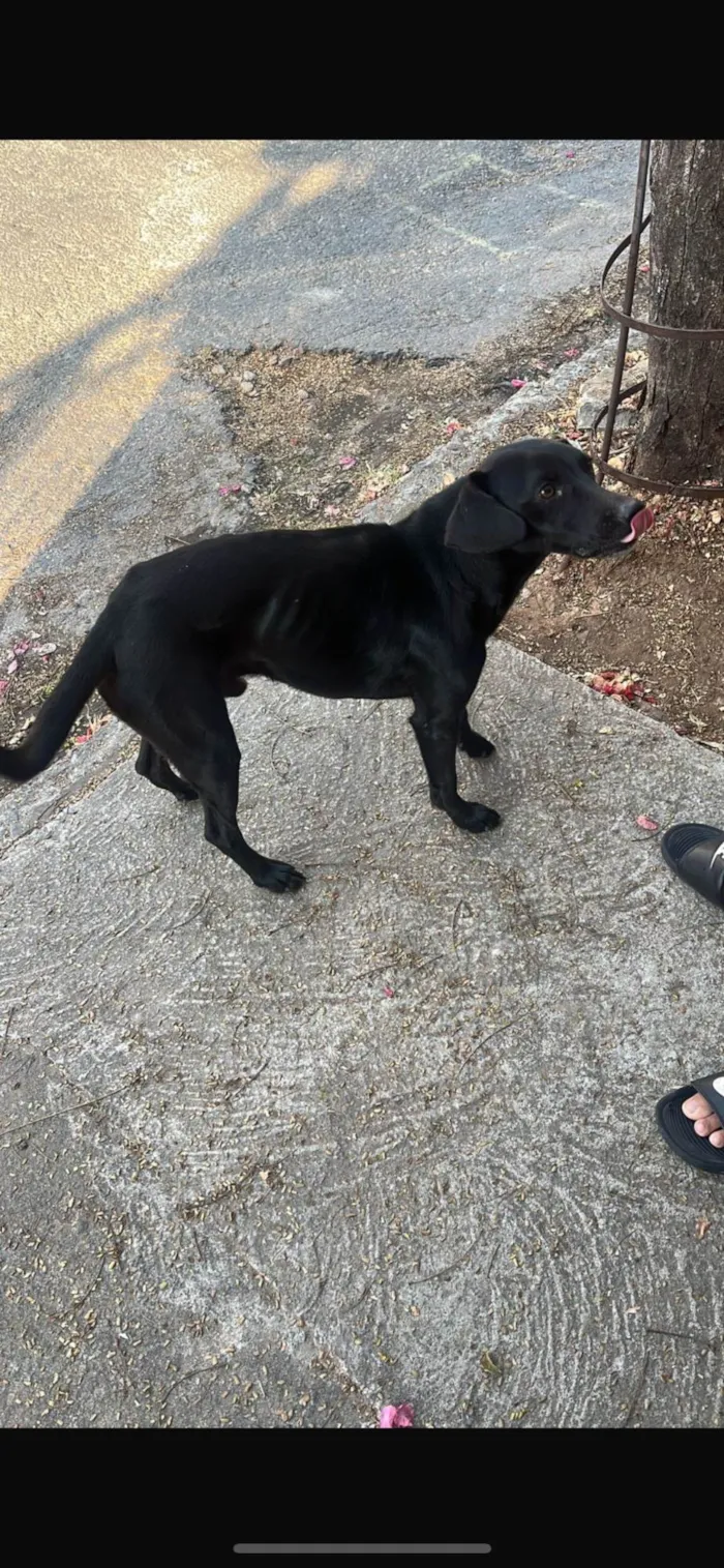 Cachorro ra a SRD-ViraLata idade 2 anos nome sem nome