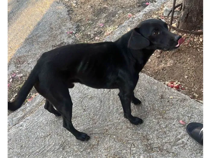 Cachorro ra a SRD-ViraLata idade 2 anos nome sem nome