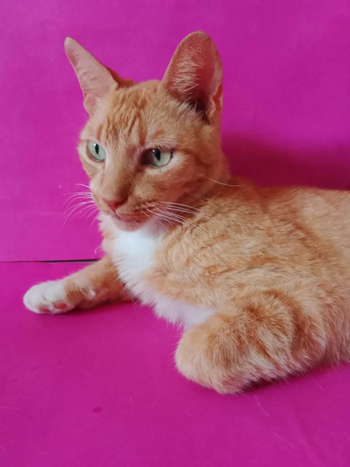 Gato ra a SRD-ViraLata idade 3 anos nome Laranja 