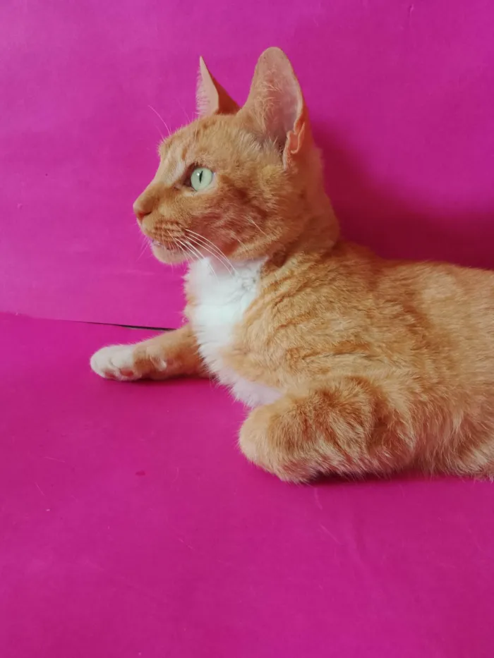 Gato ra a SRD-ViraLata idade 3 anos nome Laranja 