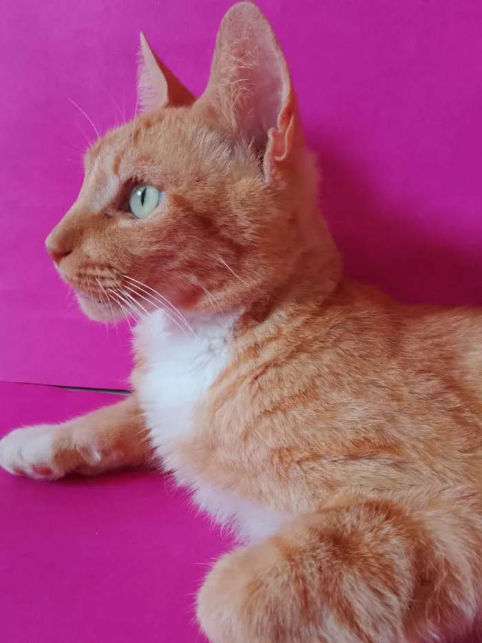 Gato ra a SRD-ViraLata idade 3 anos nome Laranja 