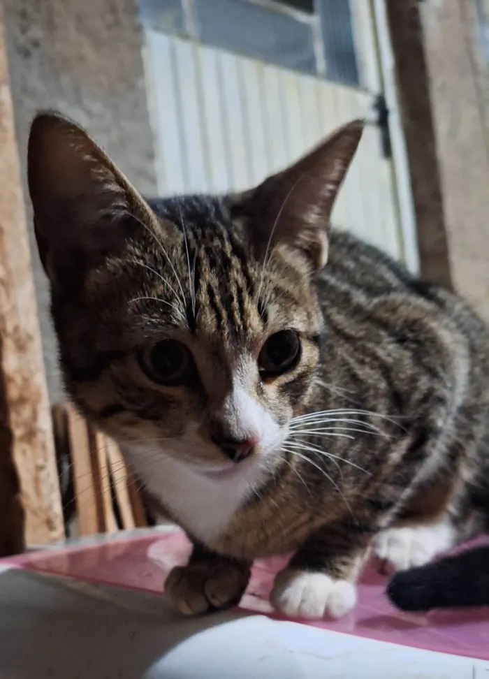 Gato ra a SRD-ViraLata idade 2 a 6 meses nome Shiva