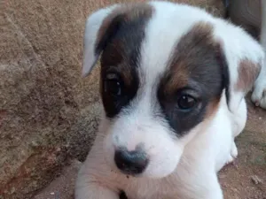 Cachorro raça SRD-ViraLata idade 2 a 6 meses nome Betovem 