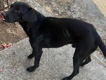 Cachorro raça SRD-ViraLata idade 2 anos nome sem nome