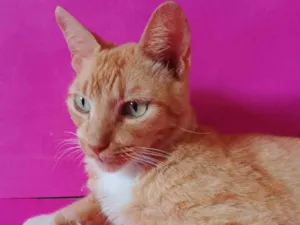 Gato raça SRD-ViraLata idade 3 anos nome Laranja 