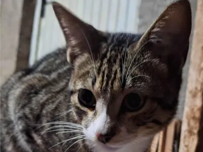 Gato raça SRD-ViraLata idade 2 a 6 meses nome Shiva