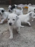 Dálmata 