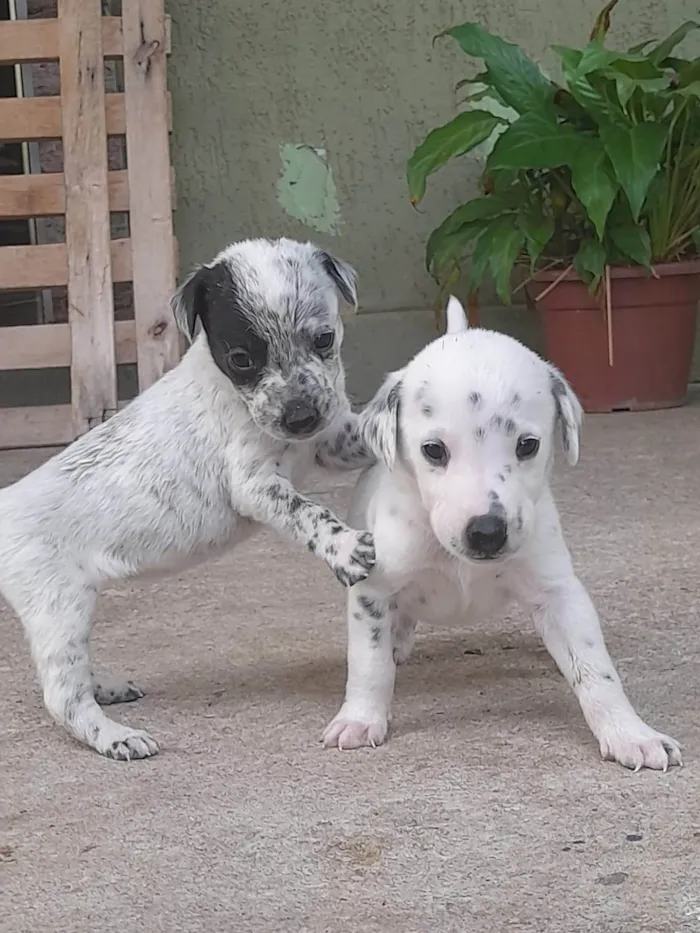 Cachorro ra a Dálmata idade Abaixo de 2 meses nome Dálmata 