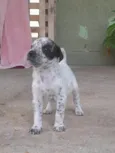 Dálmata 