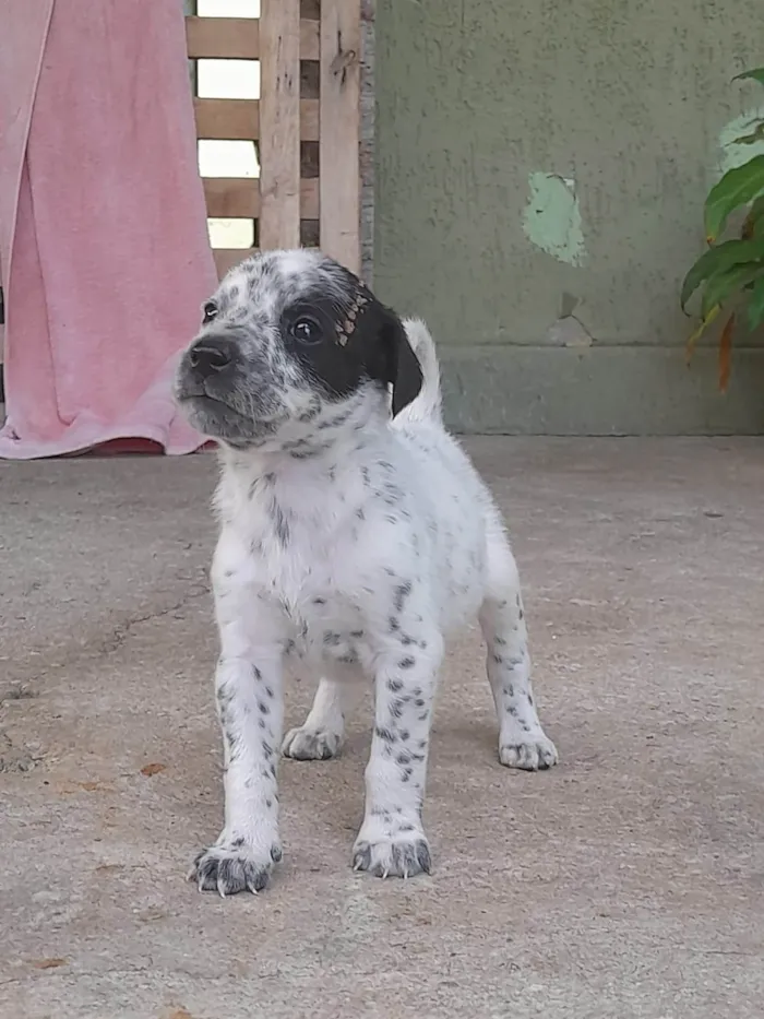 Cachorro ra a Dálmata idade Abaixo de 2 meses nome Dálmata 