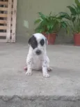 Dálmata 