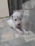 Dálmata 