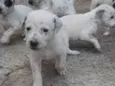 Dálmata 