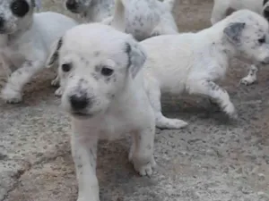 Cachorro raça Dálmata idade Abaixo de 2 meses nome Dálmata 