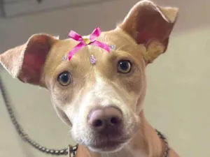 Cachorro raça Pit-Bull idade 7 a 11 meses nome Pandora 