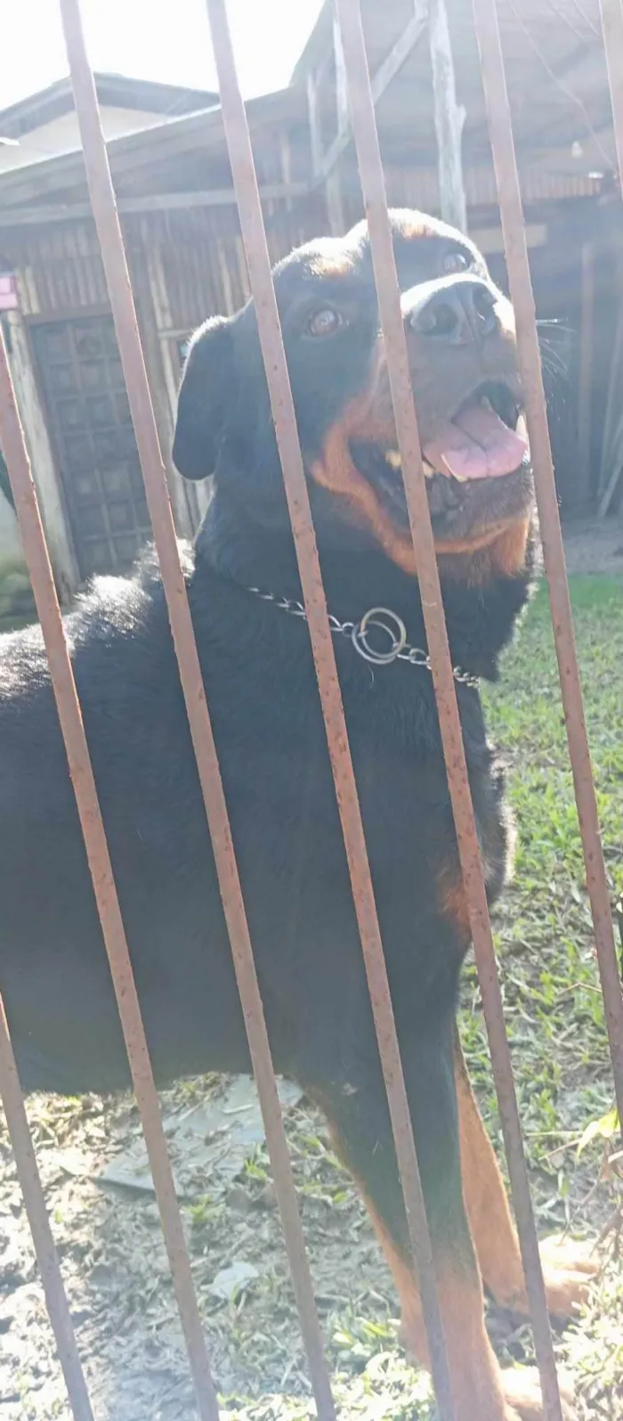 Cachorro ra a Rottweiler idade 3 anos nome BRUTUS