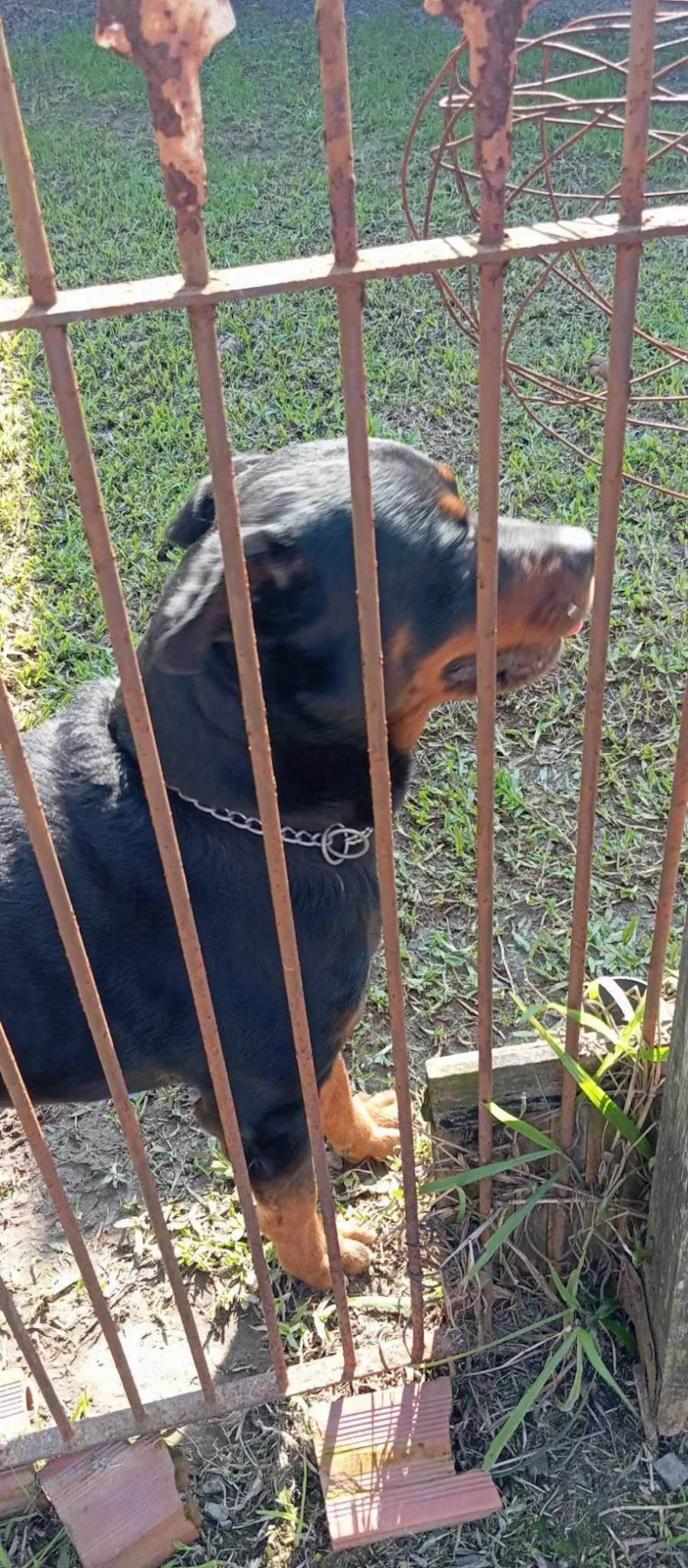 Cachorro ra a Rottweiler idade 3 anos nome BRUTUS