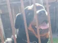 BRUTUS
