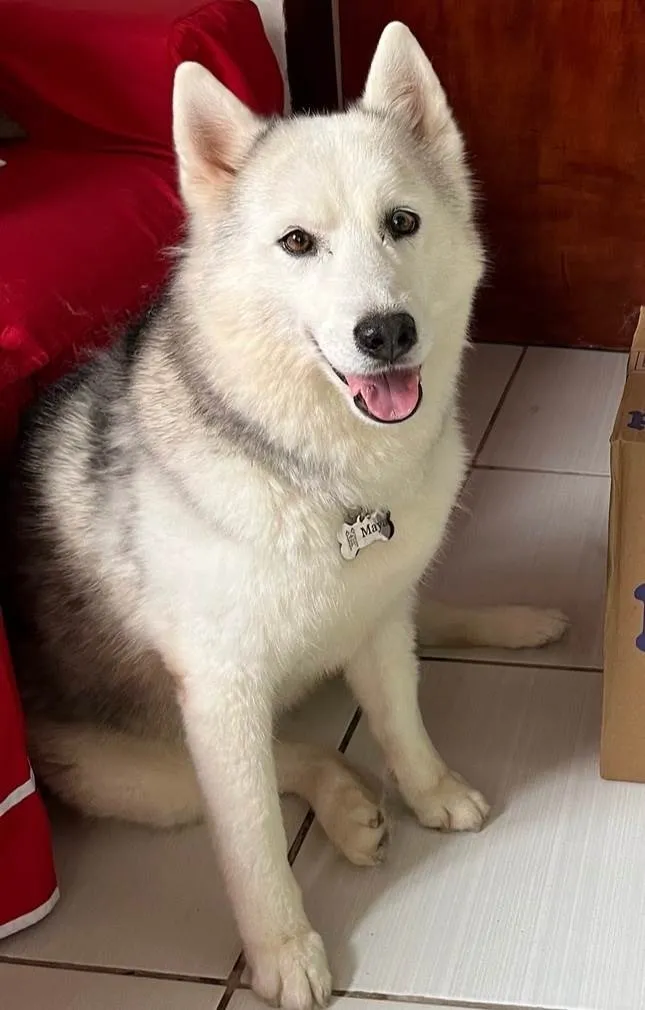 Cachorro ra a Husky Siberiano idade 4 anos nome Maya