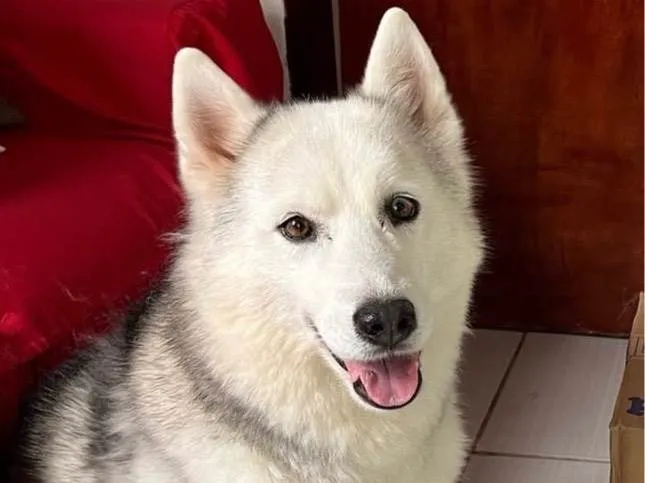 Cachorro ra a Husky Siberiano idade 4 anos nome Maya