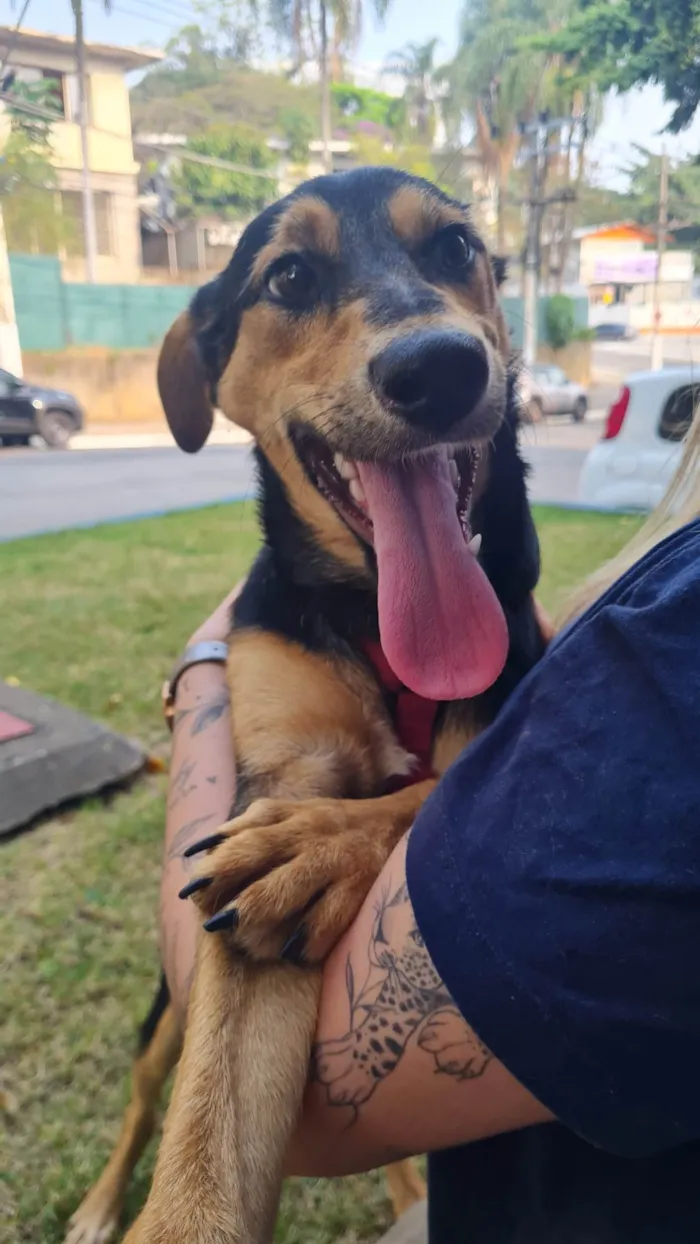 Cachorro ra a SRD-ViraLata idade 7 a 11 meses nome AYSHA